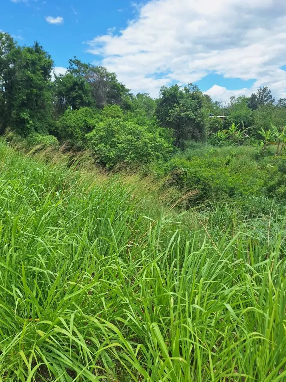 Imóvel para venda possui 2500 metros quadrados em Campo Lindo - Seropédica - RJ - Foto 3