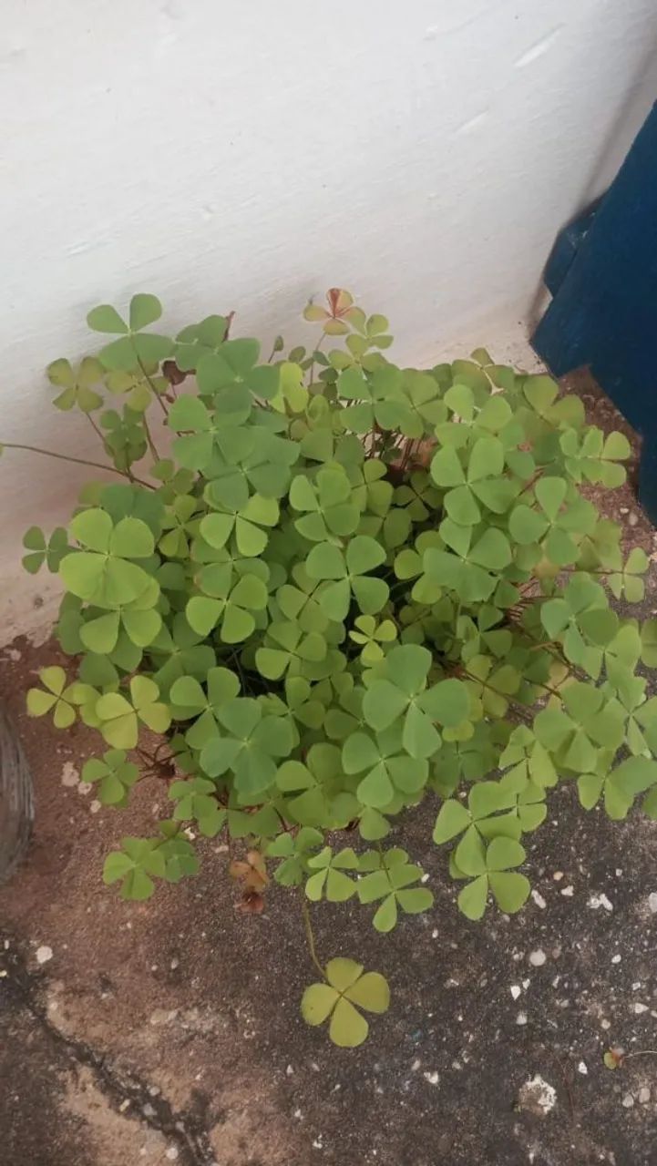 Mudas de Trevo 4 Folhas - Foto 3