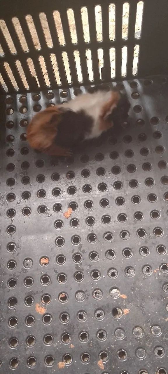 Filhote fêmea abissinio  - Foto 3