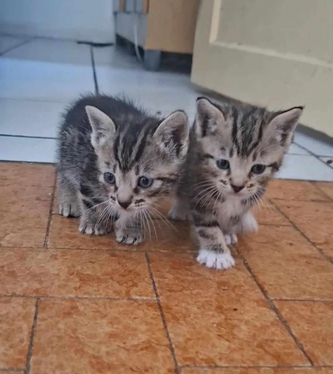 Gatinhos carinhosos. Pelagem rara. De tigre - Foto 2