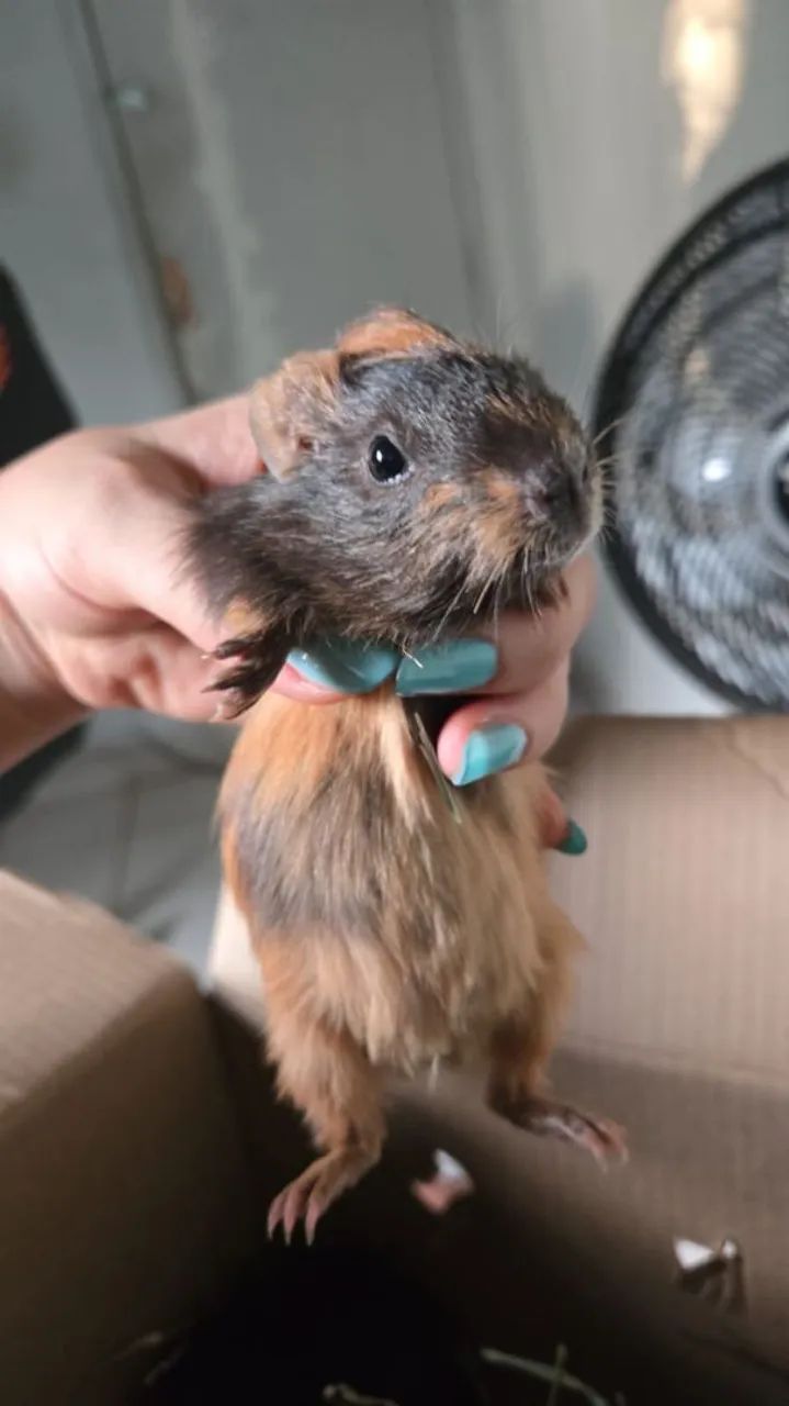 Porco da Índia  - Foto 3