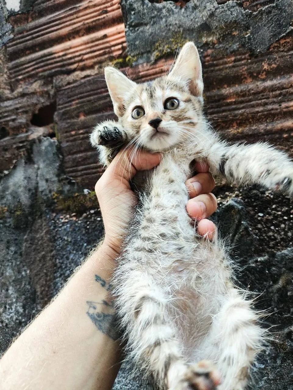Gata(o) fêmea para adoção  - Foto 4