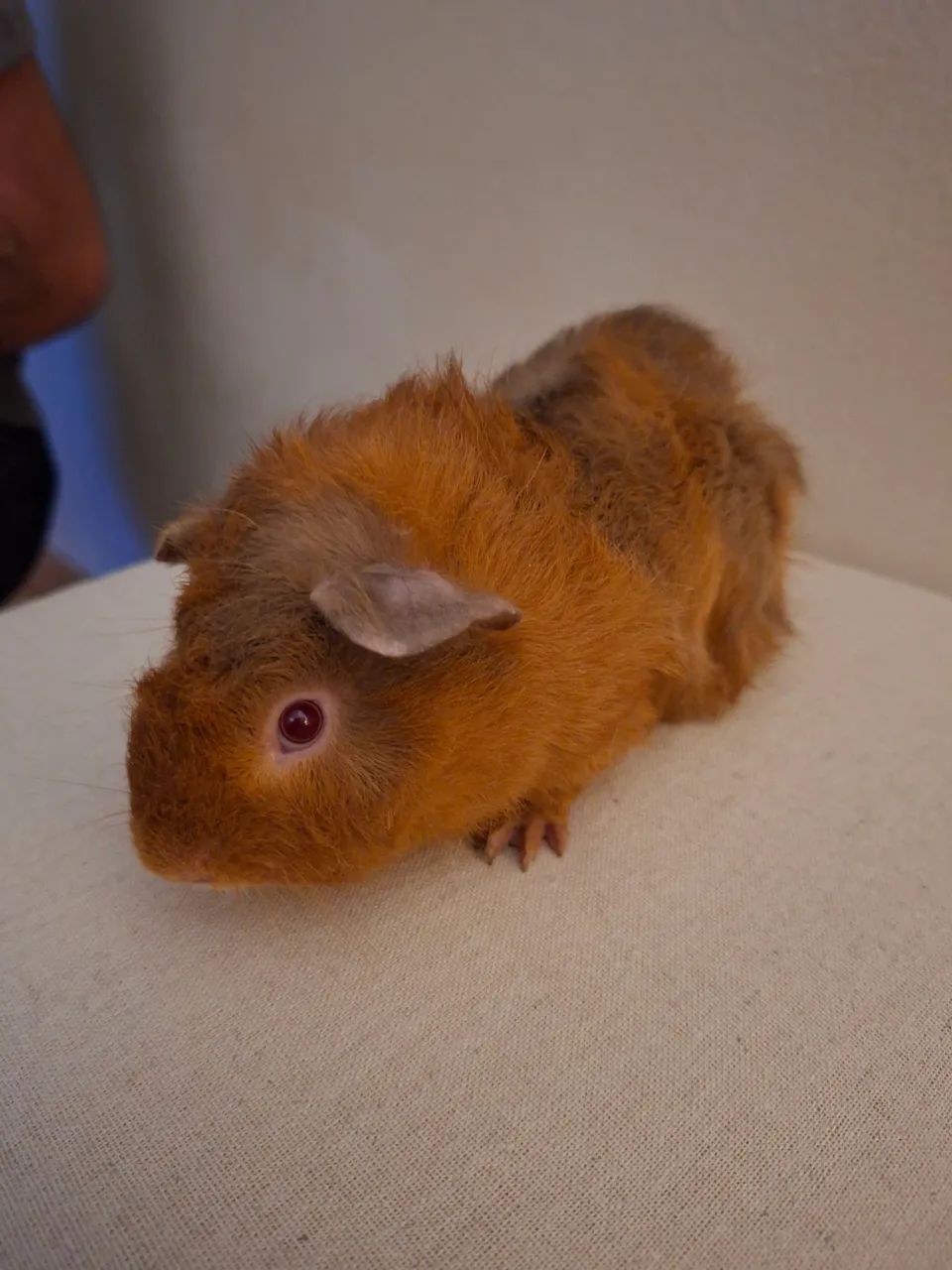 Porquinho da Índia 