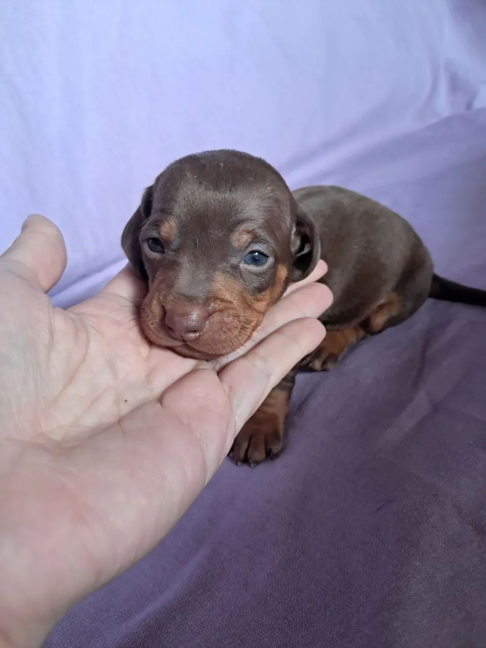 Dachshund  - Foto 3