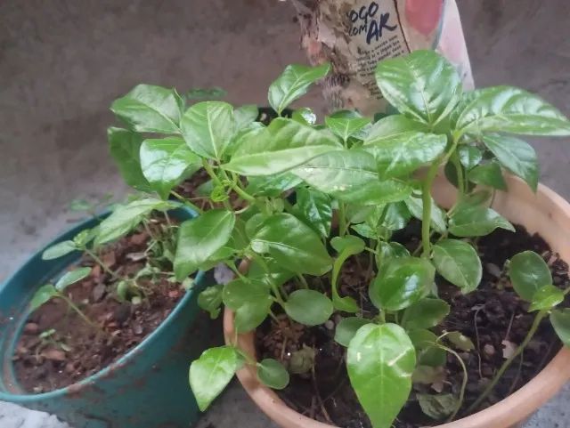 Vendo mudas de maracujá  - Foto 3