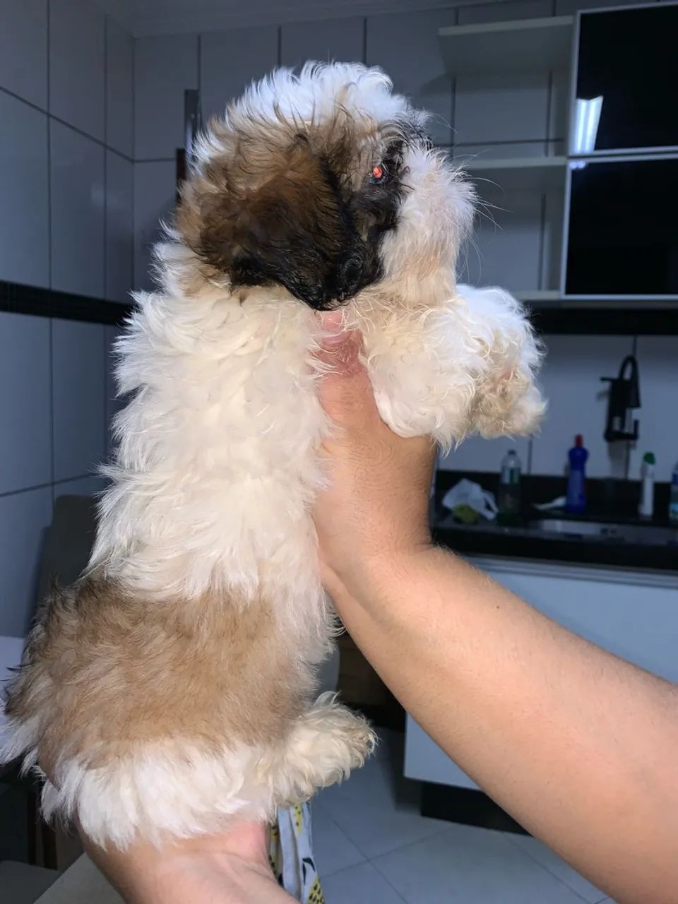 Filhote shitzu  - Foto 2