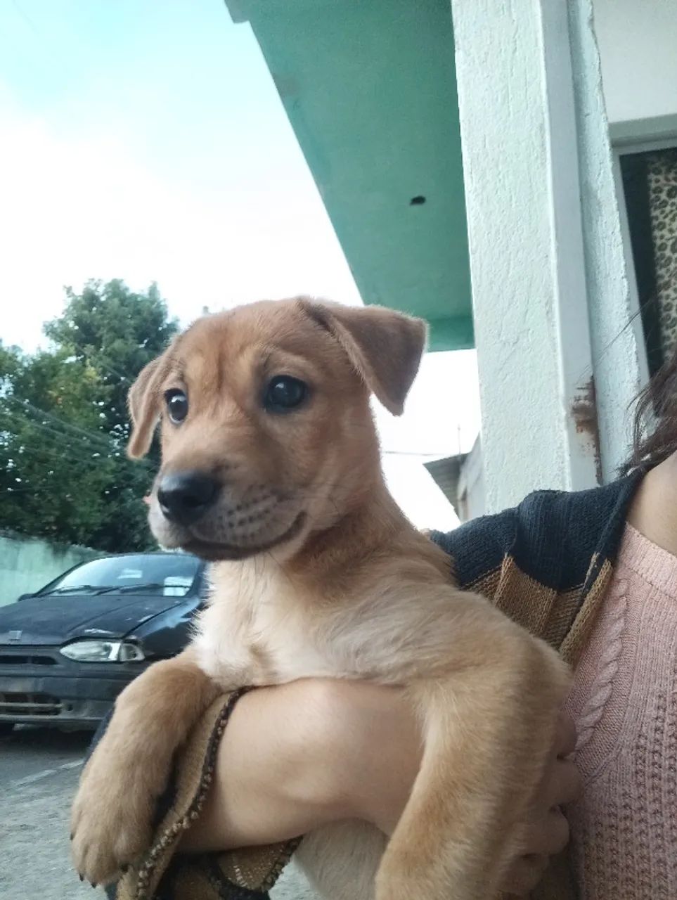 Doação de cachorro  - Foto 2