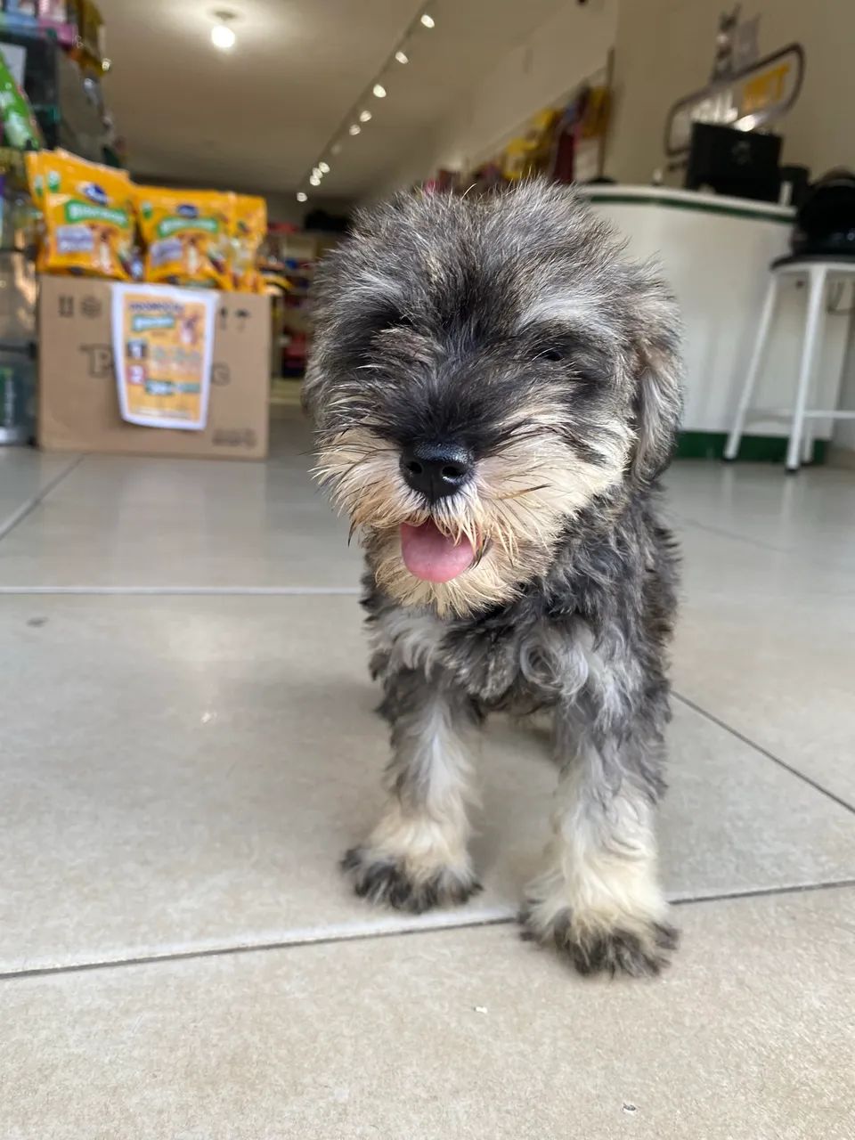 Filhotes de Schnauzer disponíveis  - Foto 2