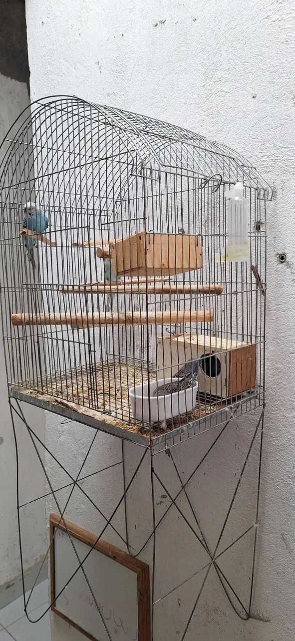 Vendo Gaiola - Foto 2