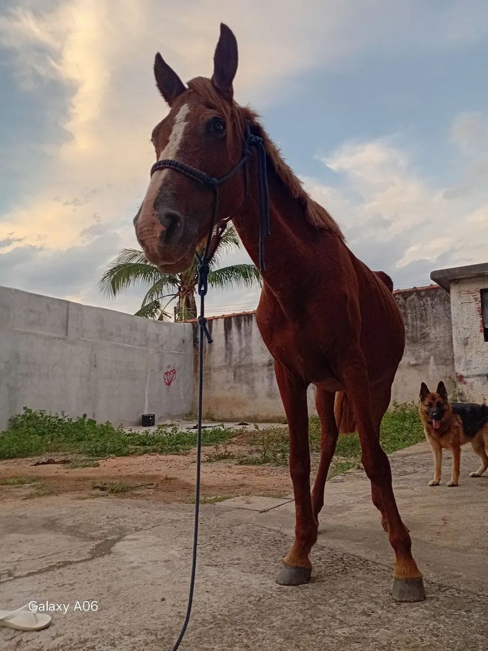 Egua madura  - Foto 3