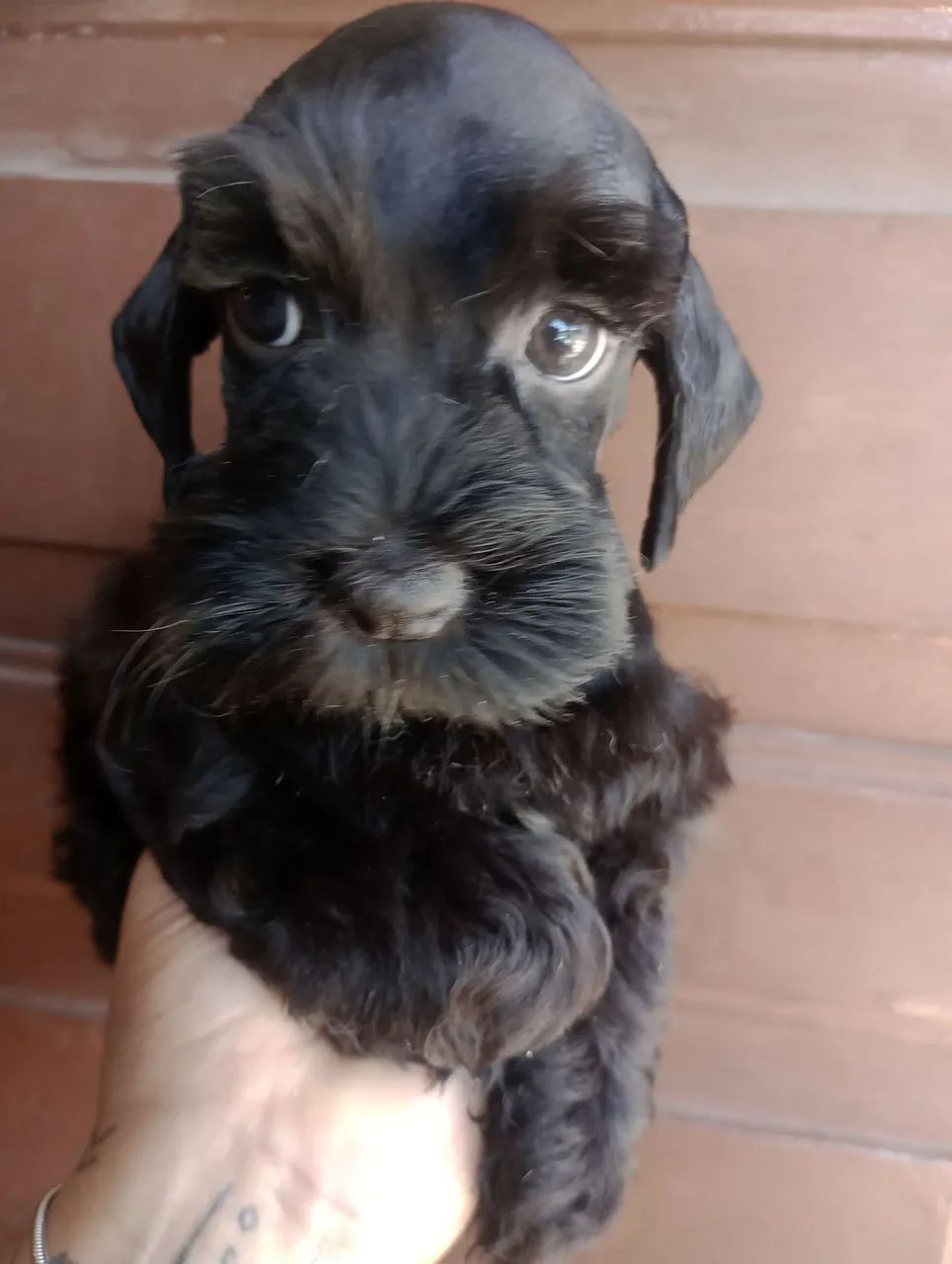 Schnauzer Miniatura macho  - Foto 3