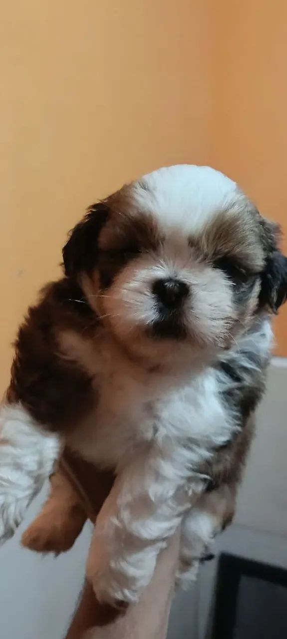 Shitzu macho lindo  - Foto 3