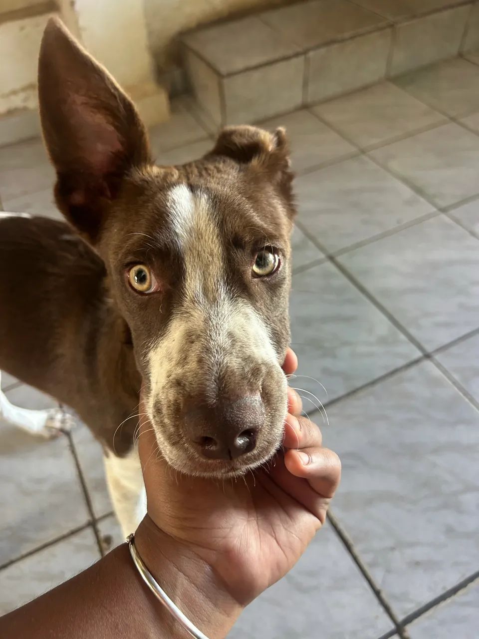 Cachorro  - Foto 2