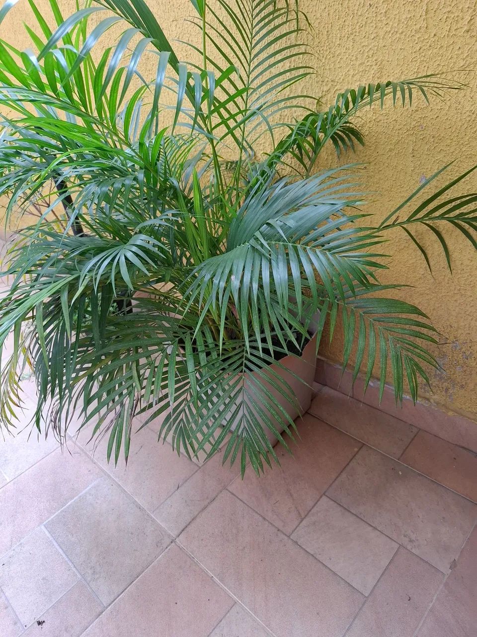 Vendo - Foto 2