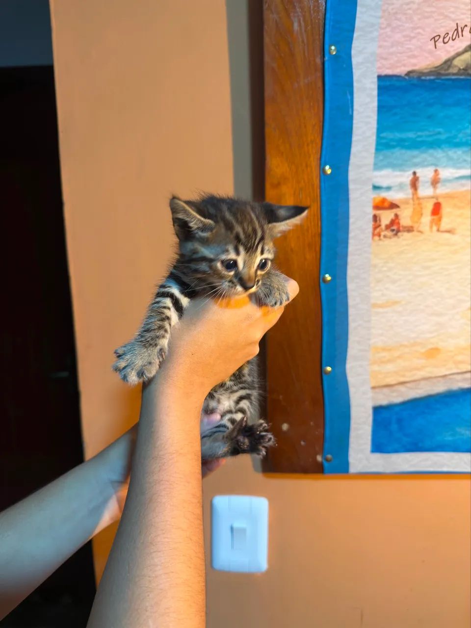 Bengal  - Foto 2