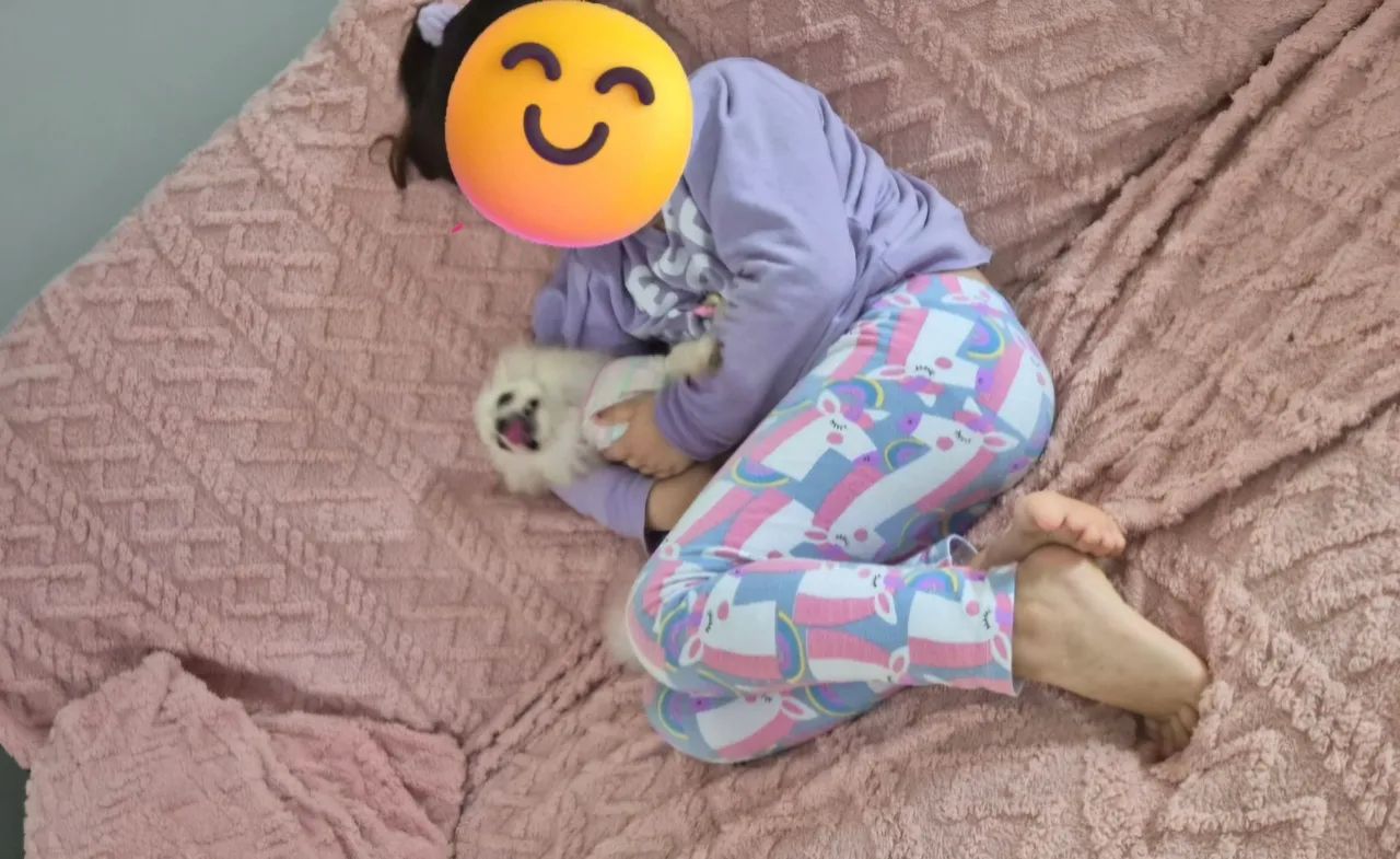 Spitz Anão femea 6 meses com pedigree cbkc  - Foto 2