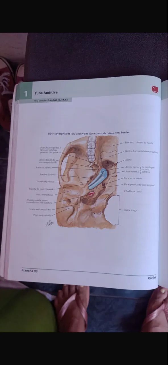 Netter anatomia - Foto 4