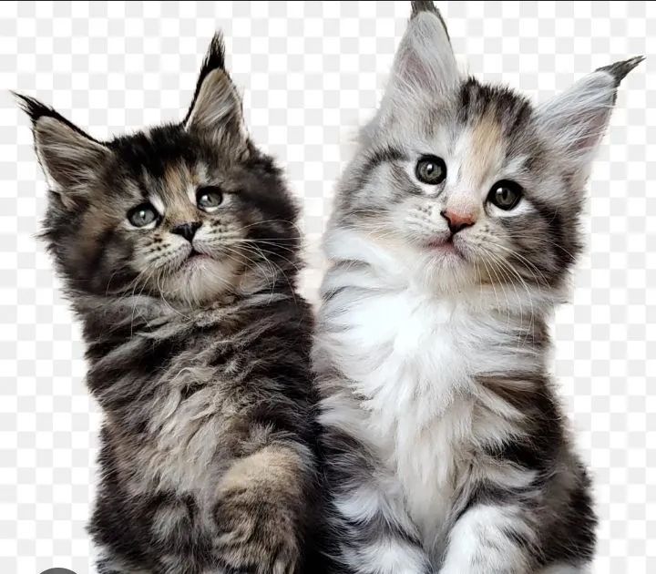 Maine coon 