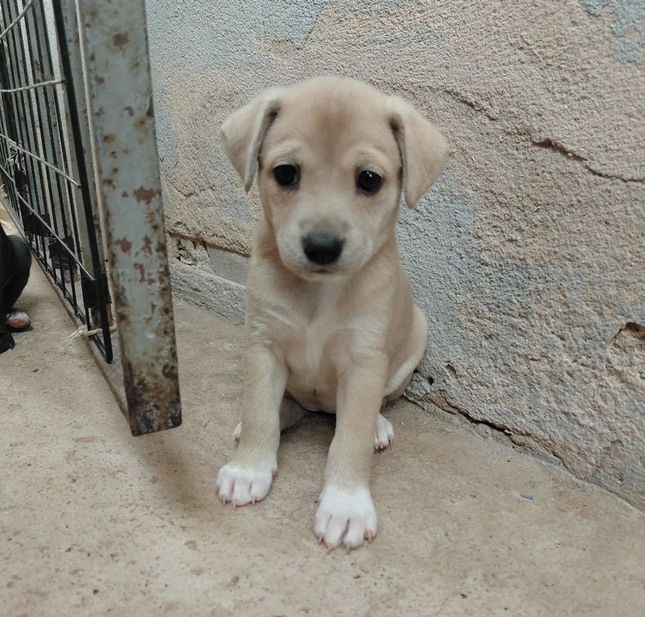 Adoção urgente  - Foto 5