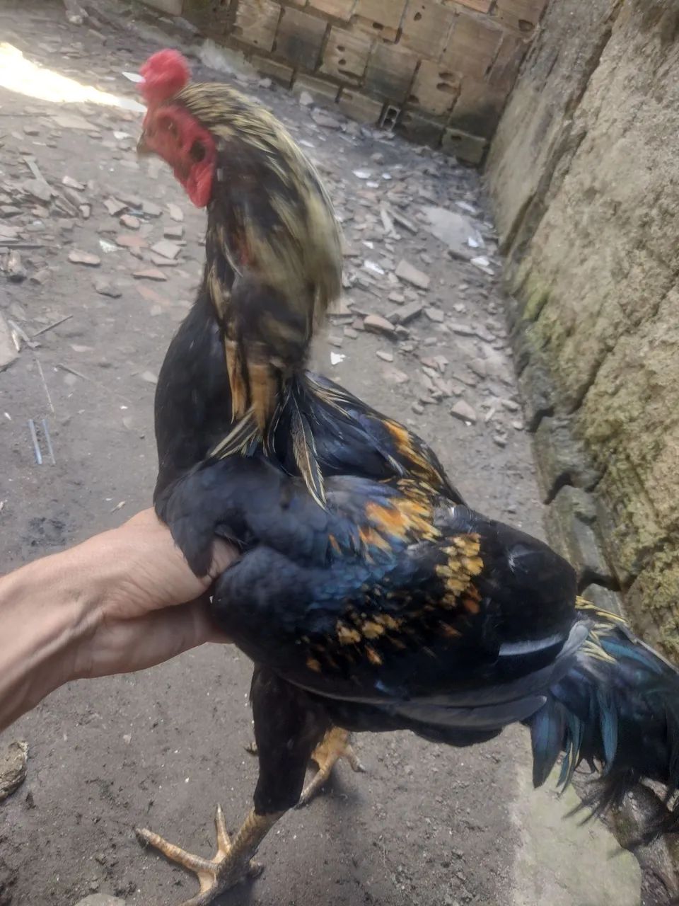 Frangos de capoeira  - Foto 4