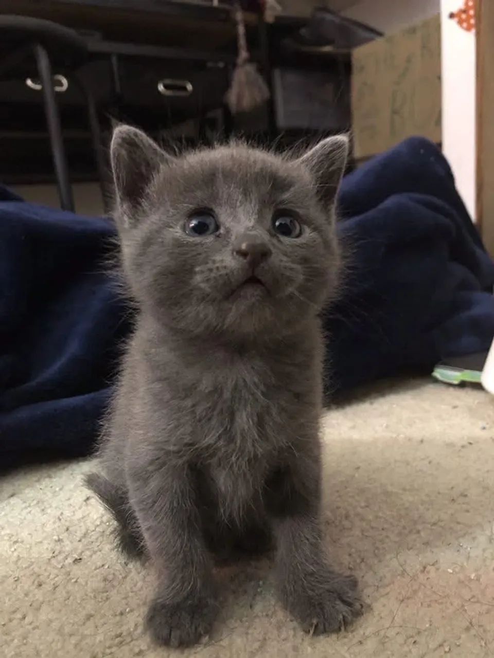 Azul russo  - Foto 3