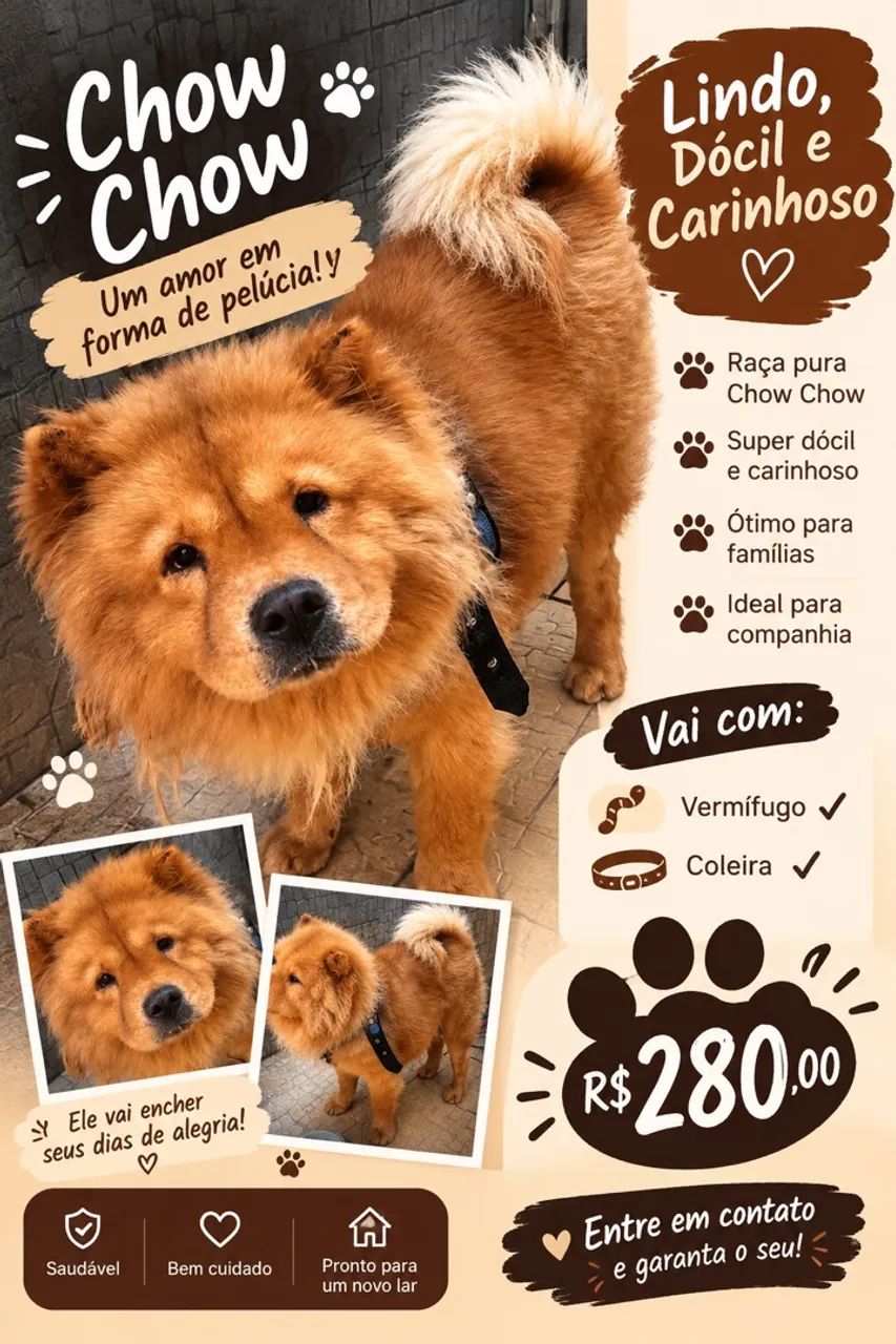 Macho Chow Chow - Decorações Para Casa - Conjunto Vera Cruz