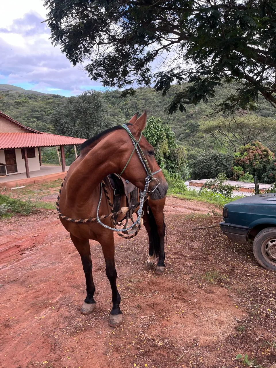 Vendo égua marcha picada  - Foto 4