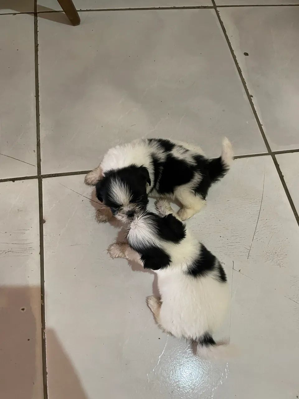 Cachorro da Raça shitzu 2 machos  - Foto 2