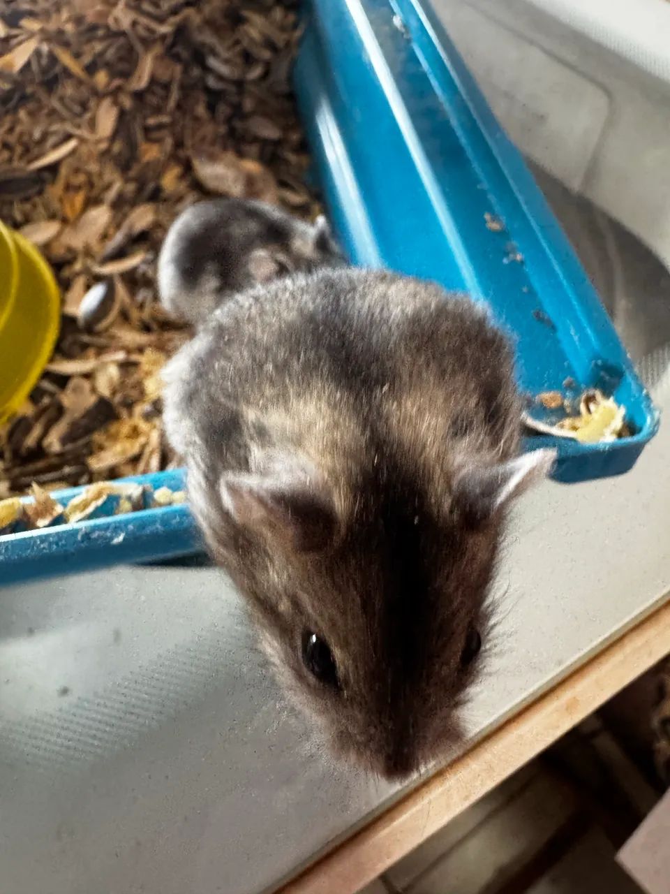 Hamster anão Russo  - Foto 3