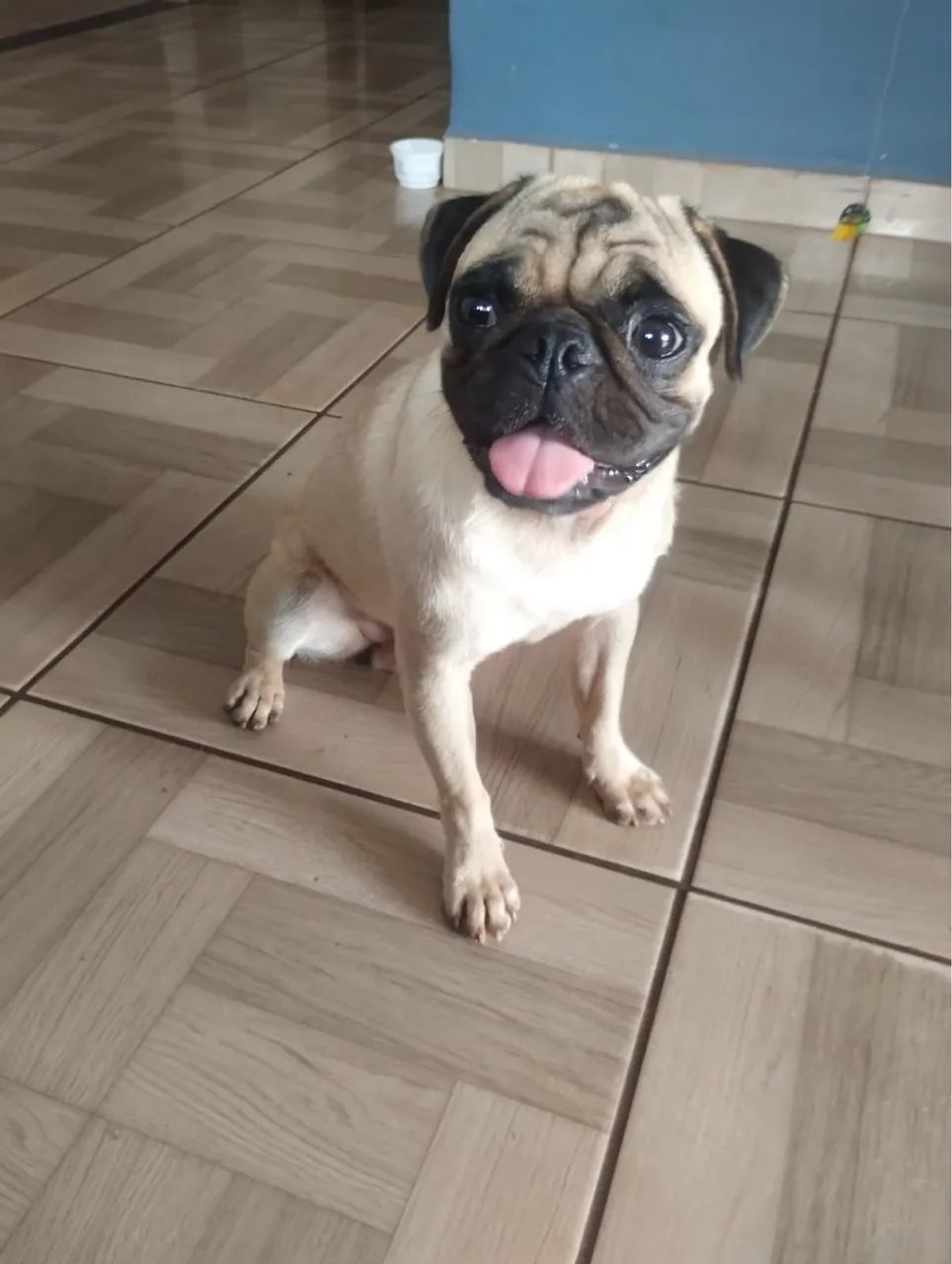 Pug macho 1ano e meio  - Foto 2