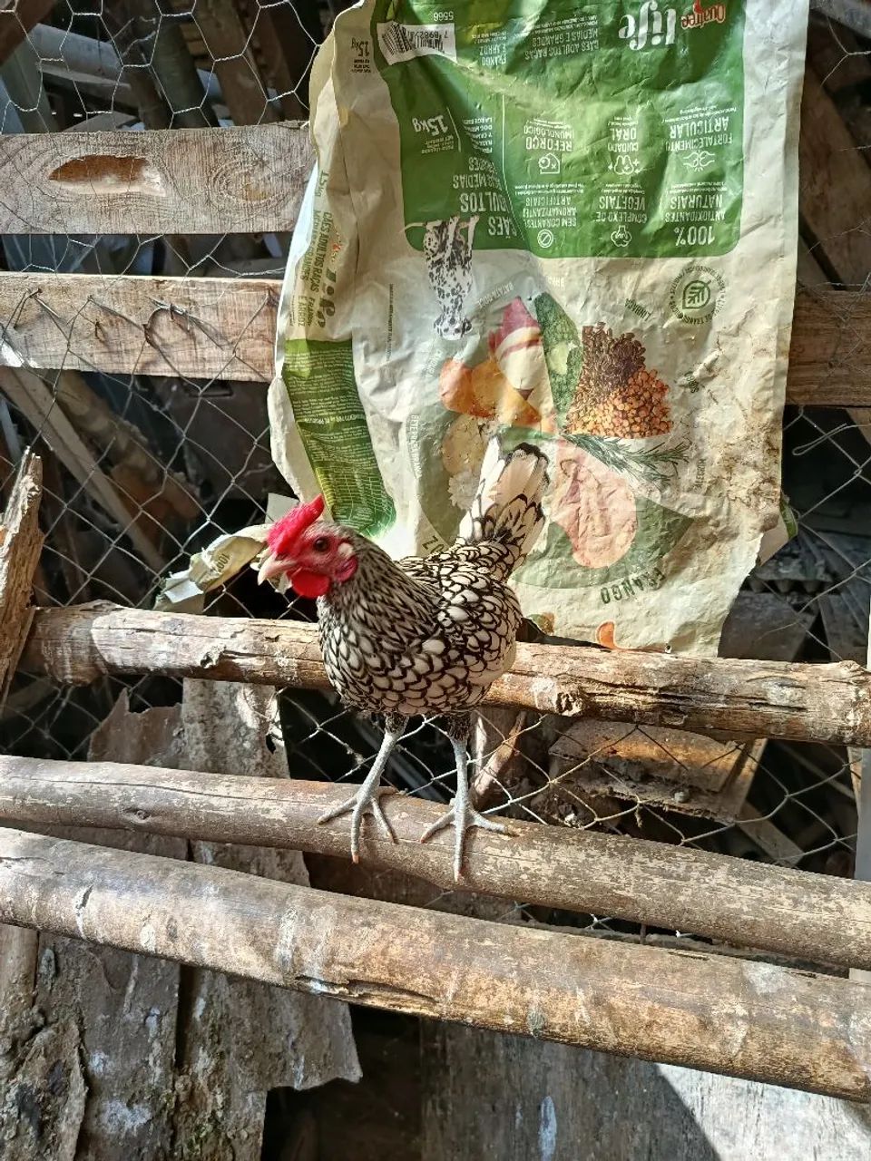 Frango sebright  - Foto 2