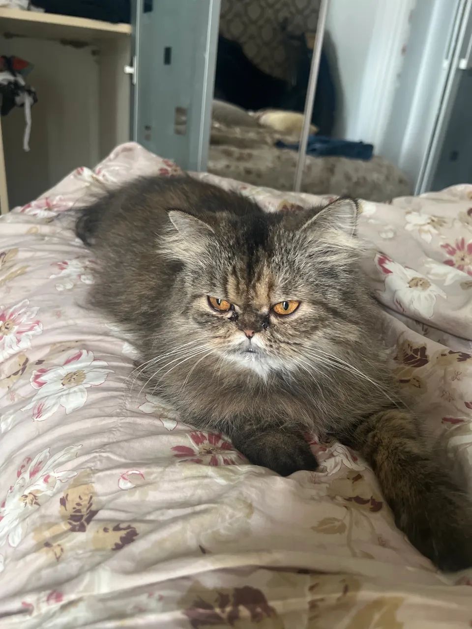 Gata Persa