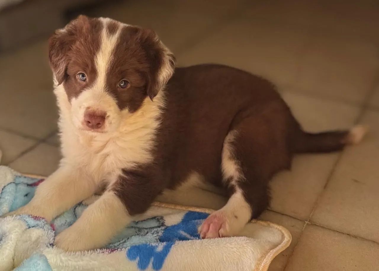 Border collie com pedigree CBKC 
