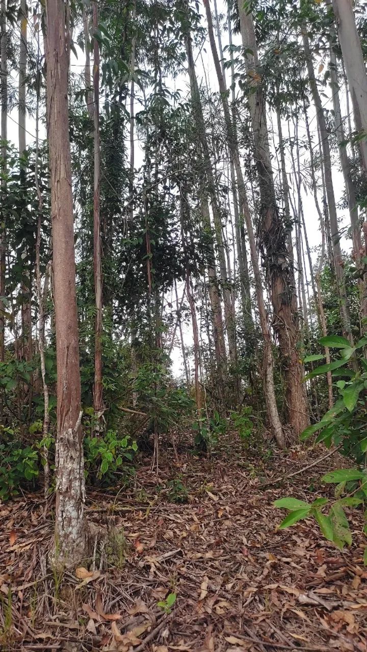 ? SÍTIO À VENDA COM PLANTAÇÃO DE EUCALIPTO | ÓTIMA OPORTUNIDADE - Foto 5