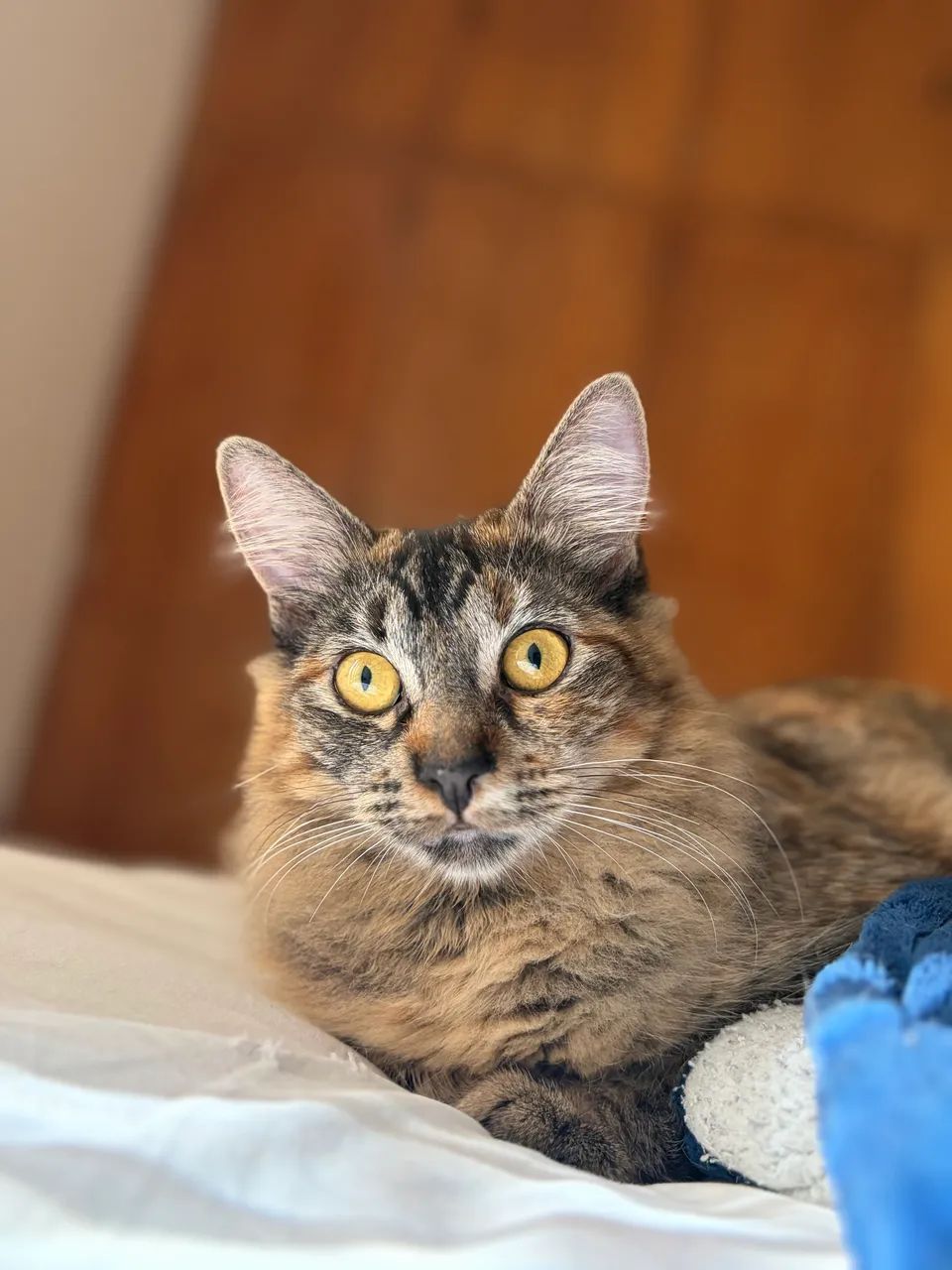 Gatinhos para adoção  - Foto 3
