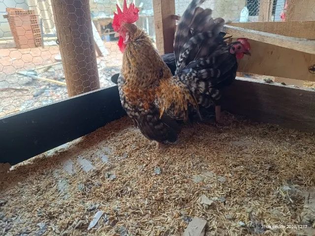 Mini Galizé  - Foto 4