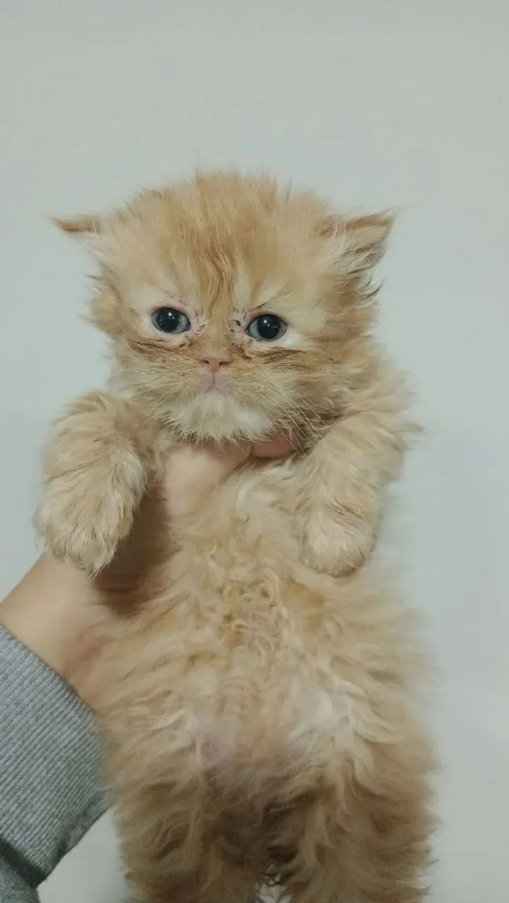 Gato persa
