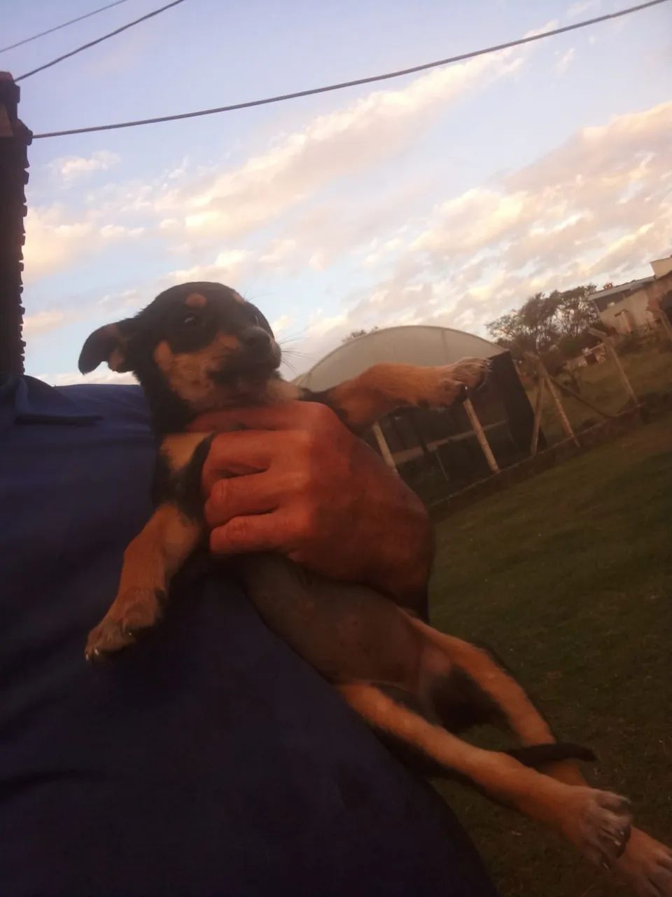 Pinscher 