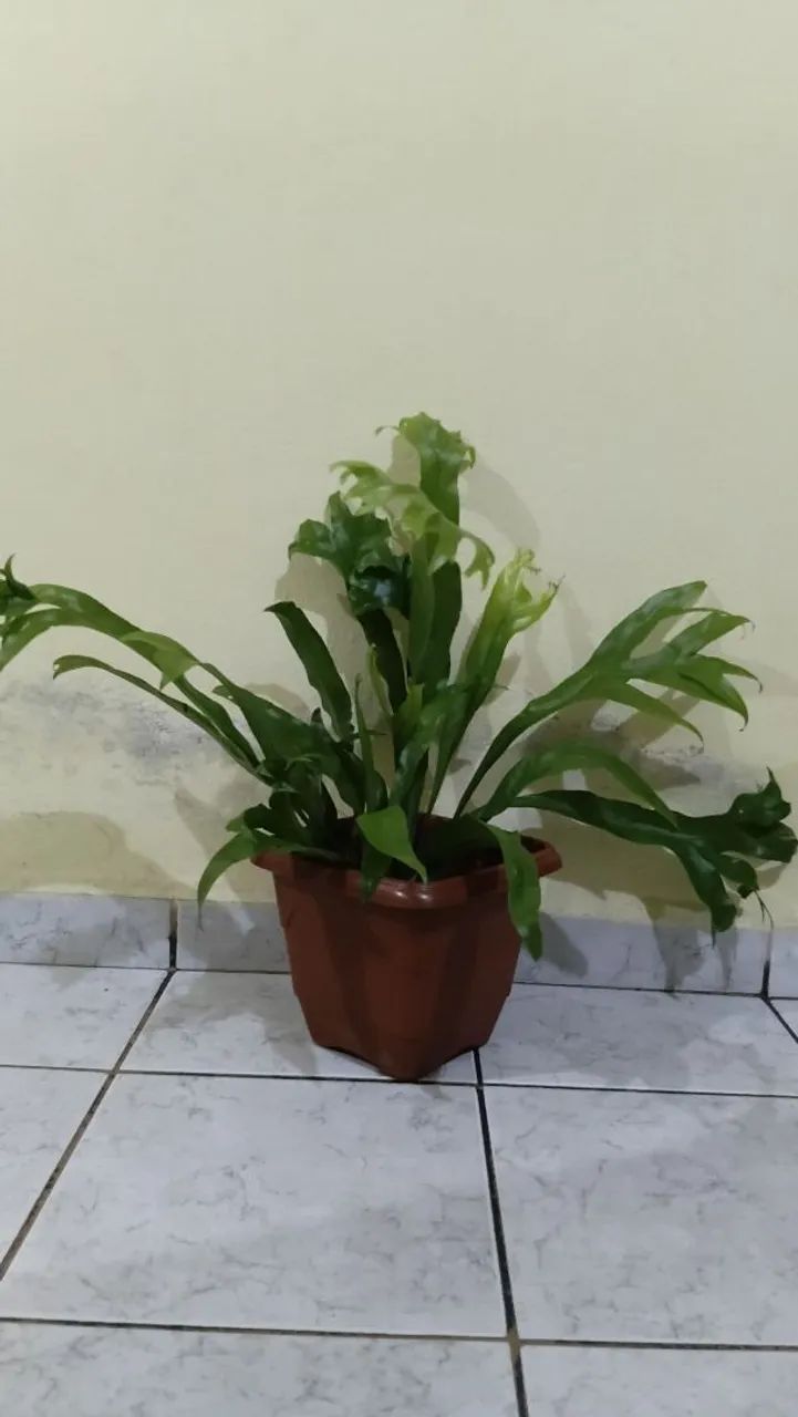 Plantas de vasos - Foto 5