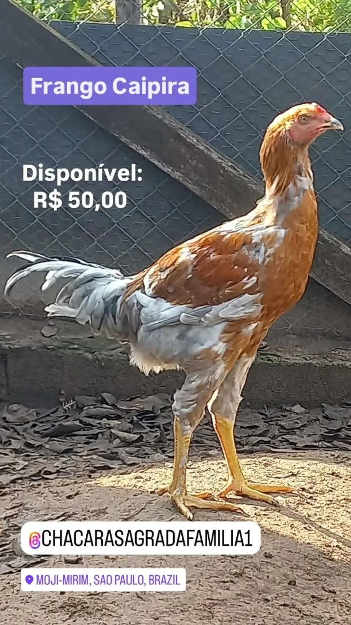 Frango Caipira Cinza - Foto 3