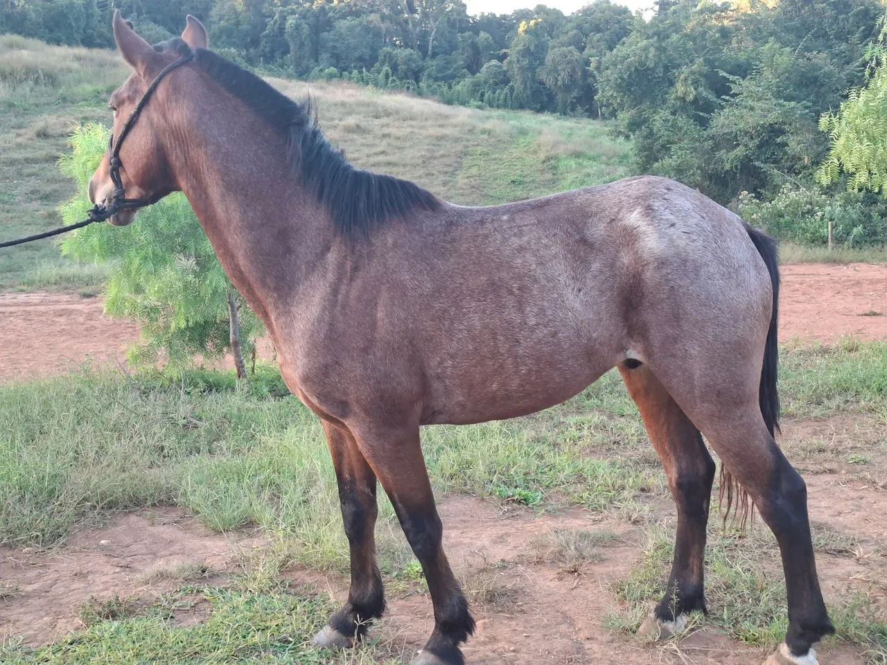 Cavalo castrado 7 anos porte medio - Foto 2