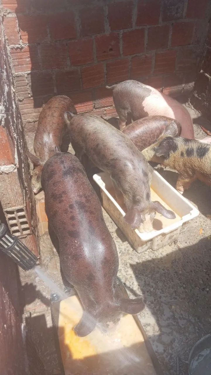 Vende-se. Suínos.  - Foto 5