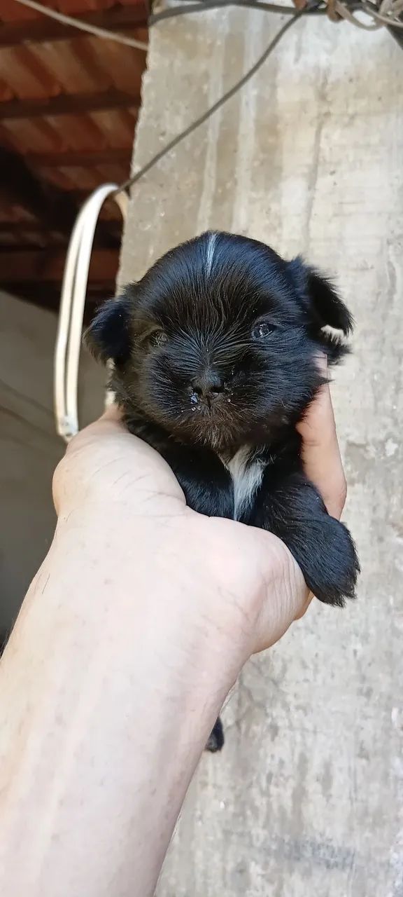 LINDOS FILHOTES DE SHIHTZU - Foto 3