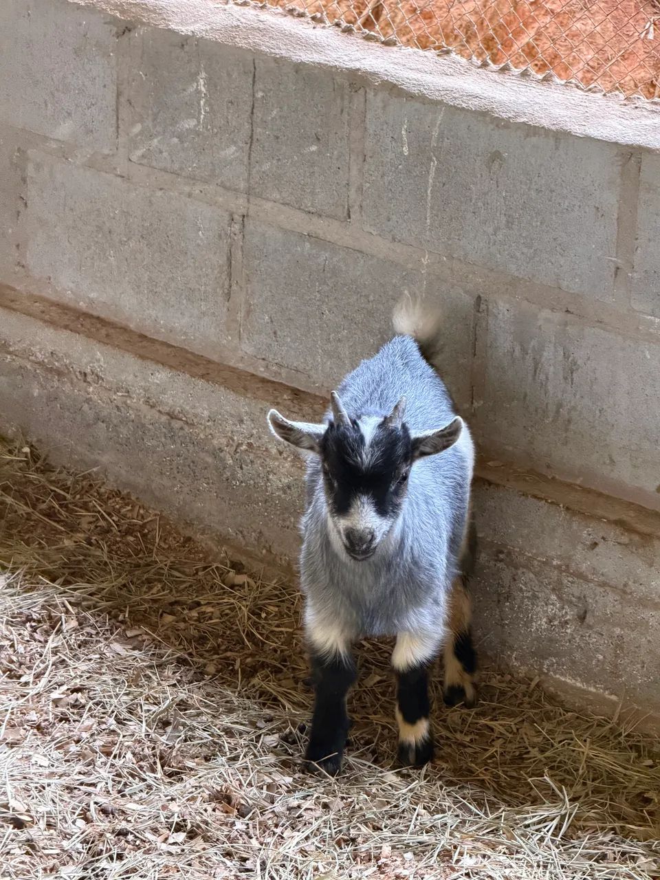Mini cabrito  - Foto 5