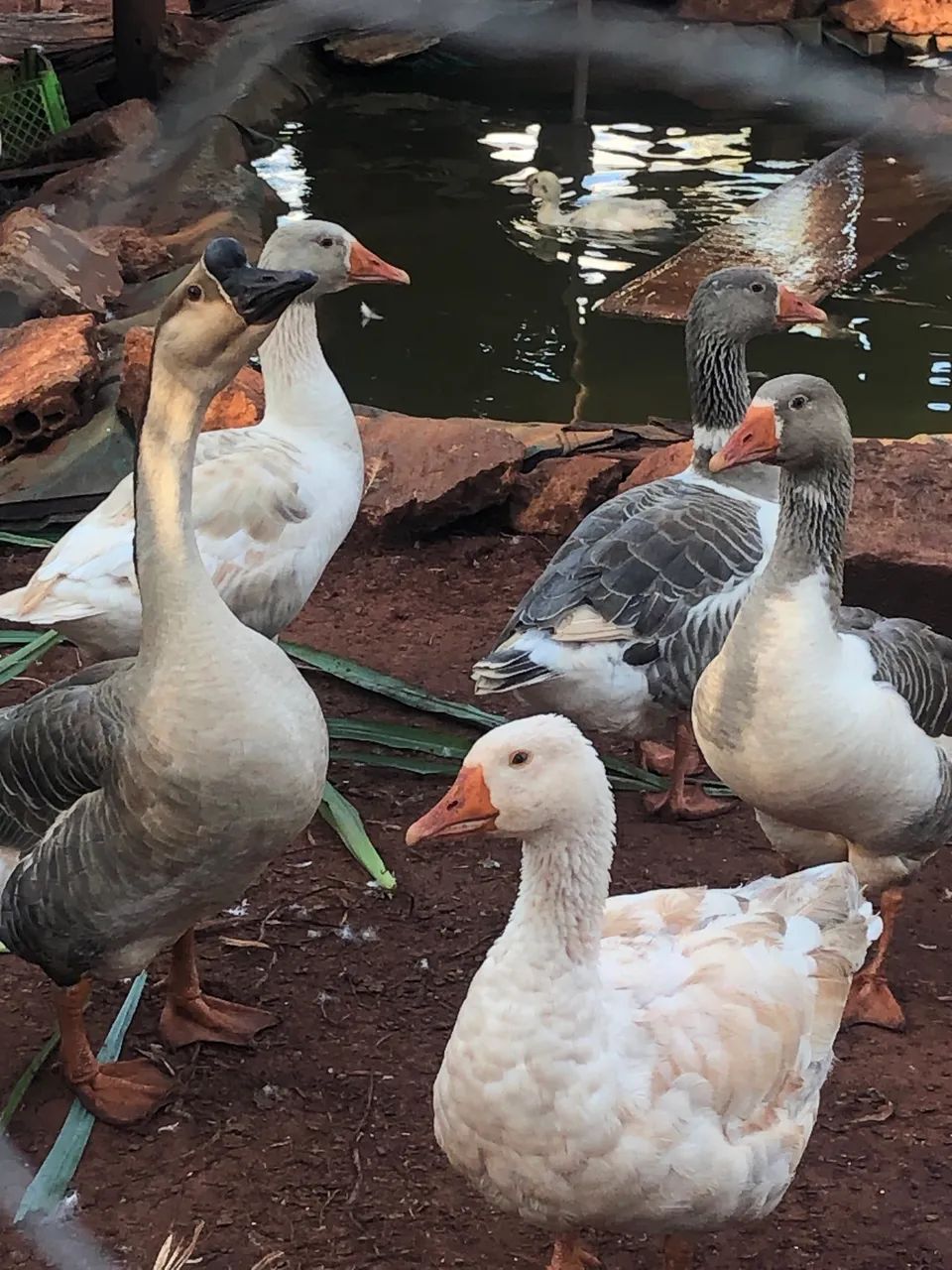 Vende-se gansos e patos 