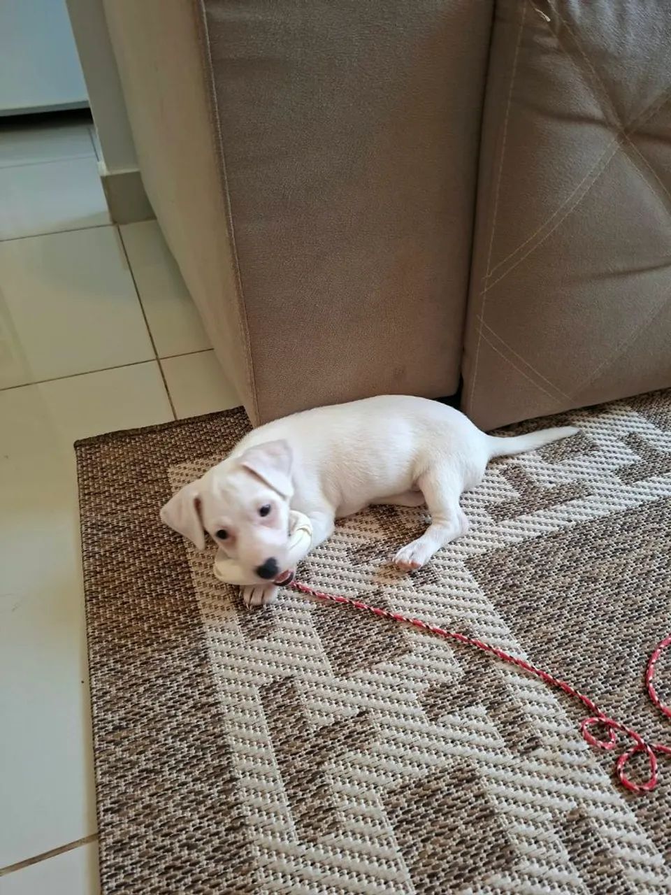 Jack Russel Terrier  - Foto 2