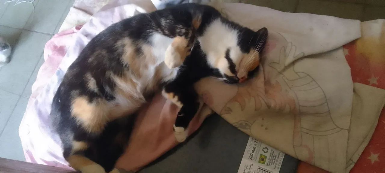 Gatinha para adoção responsável  - Foto 3