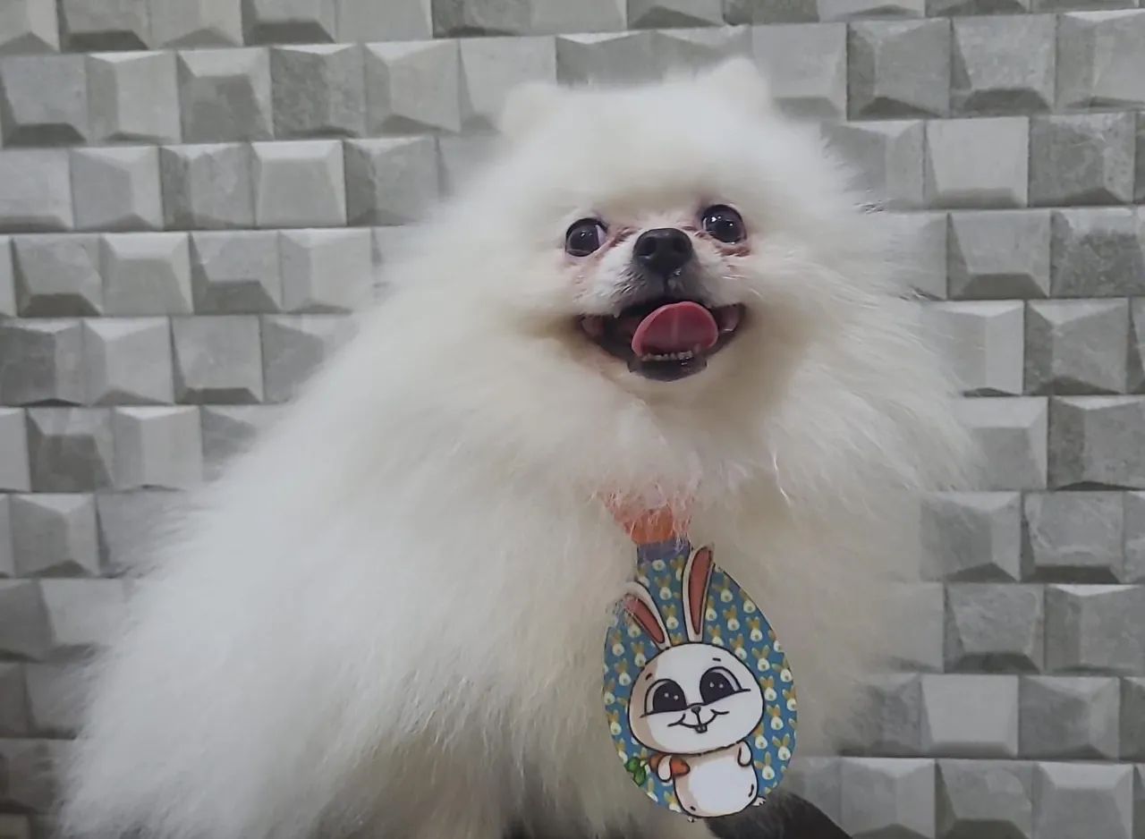 Spitz Alemão anão (lulu) - Foto 2
