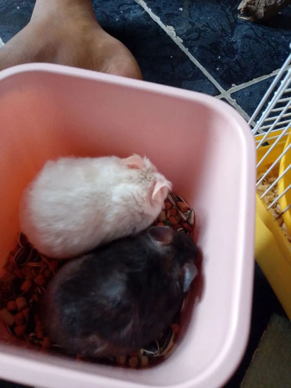 Hamster ? - Foto 4