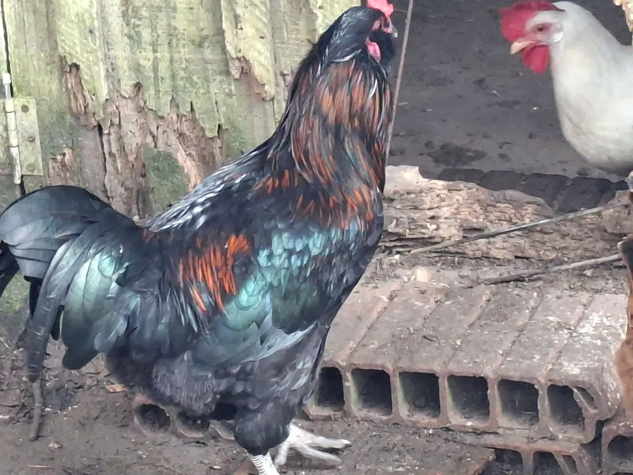 Frango Ameraucana  - Foto 5